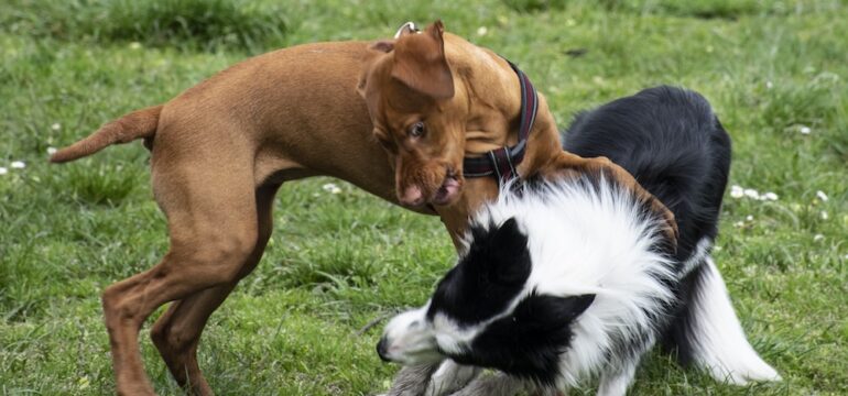 Dog attacks between two dogs in a grassy area.