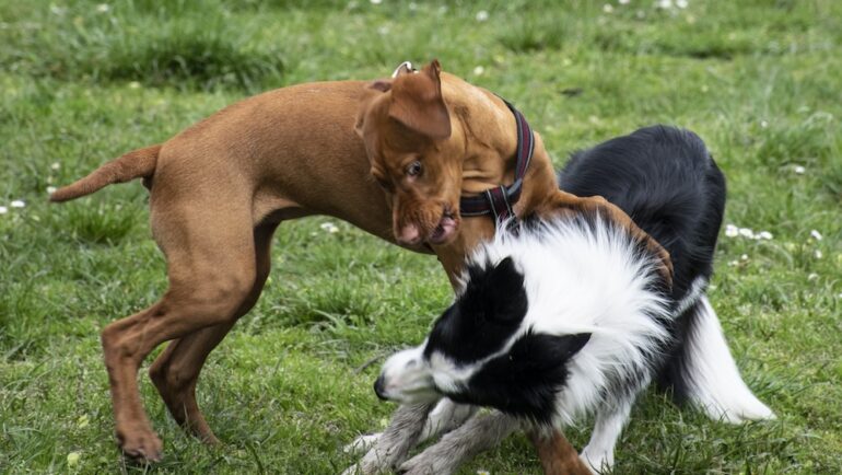 Dog attacks between two dogs in a grassy area.